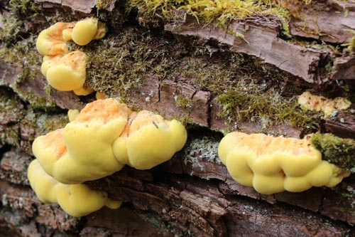 Laetiporus sulphureus